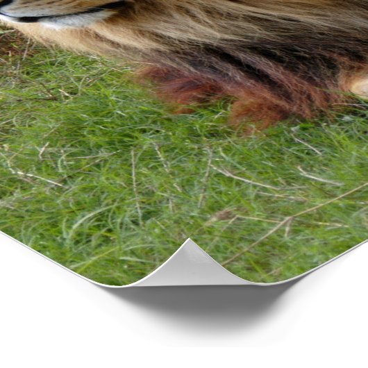 Kameron 3 11 x 11 poster (Ecke)