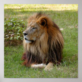 Kameron 3 11 x 11 poster (Vorne)