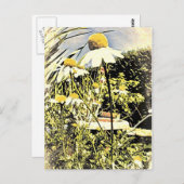 Kamille Blume (antiker Stil) Postkarte (Vorne/Hinten)