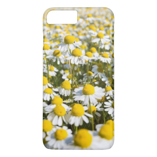 Kamilleblüte Nahaufnahme, Ungarn Case-Mate iPhone Hülle (Rückseite)