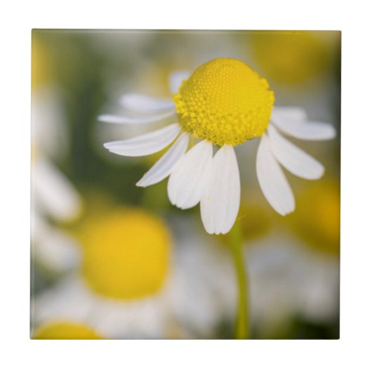 Kamilleblüte Nahaufnahme, Ungarn Fliese (Vorderseite)