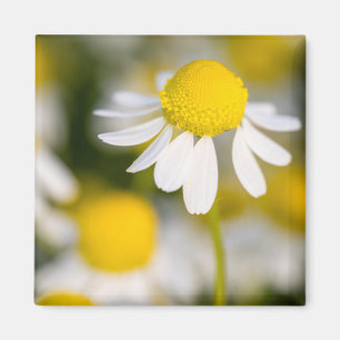 Kamilleblüte Nahaufnahme, Ungarn Magnet