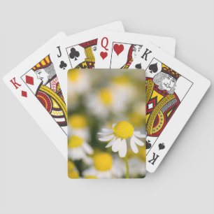 Kamilleblüte Nahaufnahme, Ungarn Spielkarten