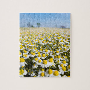 Kamillefeld, Ungarn Puzzle