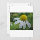 Kamillenblüte Postkarte (Vorne/Hinten)