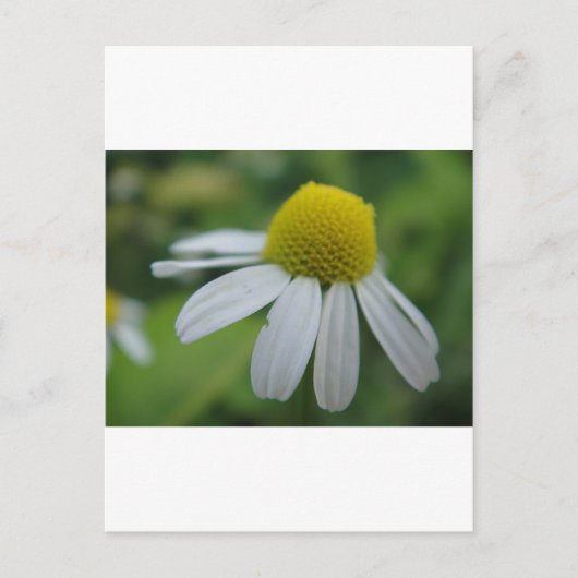 Kamillenblüte Postkarte (Vorderseite)