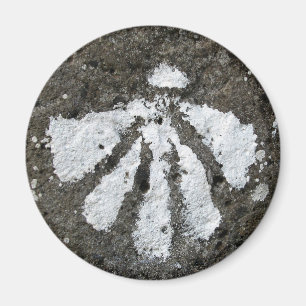 Kamm-Muschel-Muschel-Magnet Magnet