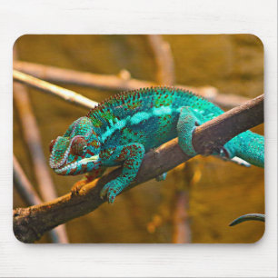 Kammern, Eidechsen, Reptilien Mousepad