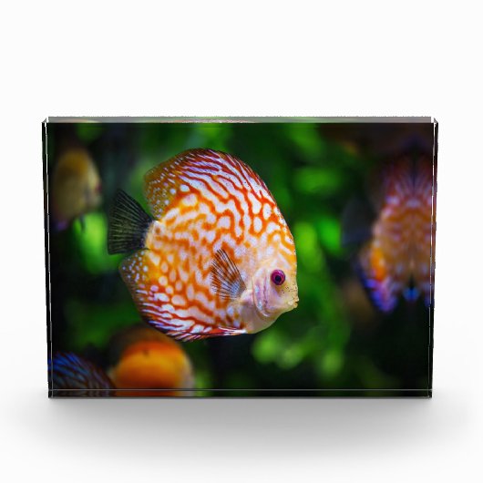 Kammmuschel Fotoblock (Vorderseite)