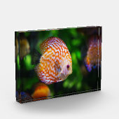 Kammmuschel Fotoblock (Links)