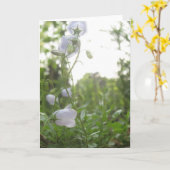 Kampanula Karte (Gelbe Blume)