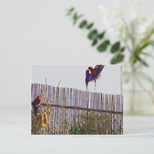 Kampf für das Mädchen Postkarte (Stehend Vorderseite)