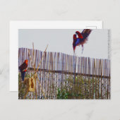 Kampf für das Mädchen Postkarte (Vorne/Hinten)