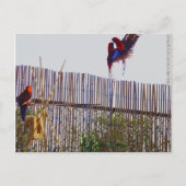 Kampf für das Mädchen Postkarte (Vorderseite)