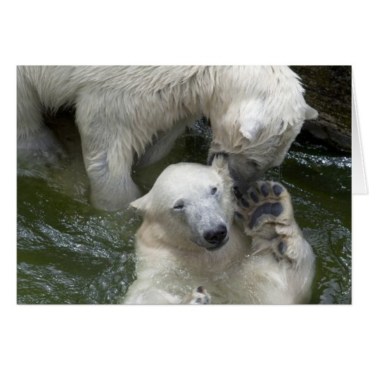 Kampf gegen Polarbären (Vorderseite (Horizontal))