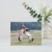 Kampf gegen wilde Pferde Postkarte (Stehend Vorderseite)