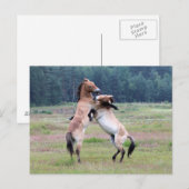 Kampf gegen wilde Pferde Postkarte (Vorne/Hinten)