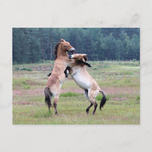 Kampf gegen wilde Pferde Postkarte (Vorderseite)