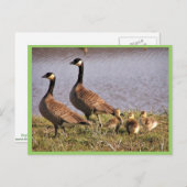 Kämpfen mit kanadischer Gänsebrühe Postkarte (Vorne/Hinten)