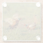 Kämpfen mit zwei männliches Ringhals Fasanen Glasuntersetzer (Rückseite)