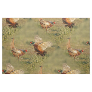 Kämpfen mit zwei männliches Ringhals Fasanen Stoff