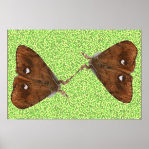 Kampfende Motten Poster