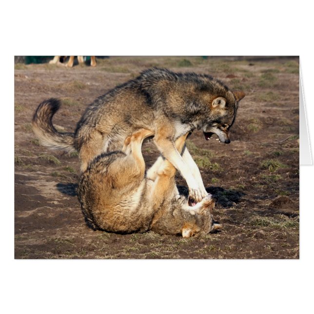 kämpfende Wölfe (Vorderseite (Horizontal))