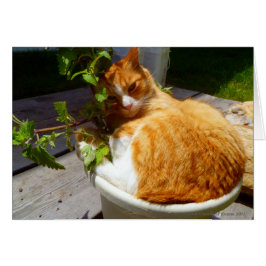 Kämpfer in einem Topf