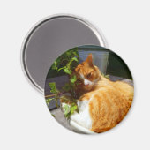 Kämpfer in einem Topf Magnet (Vorderseite/Rückseite)