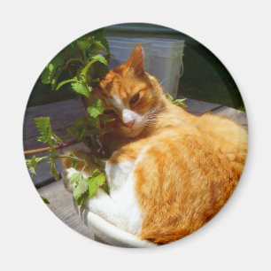 Kämpfer in einem Topf Magnet