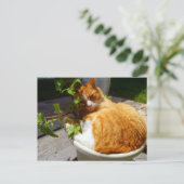 Kämpfer in einem Topf Postkarte (Stehend Vorderseite)