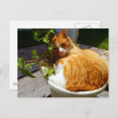 Kämpfer in einem Topf Postkarte (Vorne/Hinten)