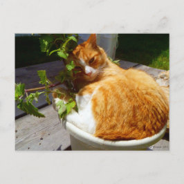 Kämpfer in einem Topf Postkarte