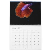 Kampffisch 2027 Kalender (Jan 2027)
