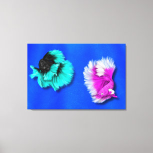 Kampffisch-Duo, schwarz & türkis, weiß & pink Leinwanddruck