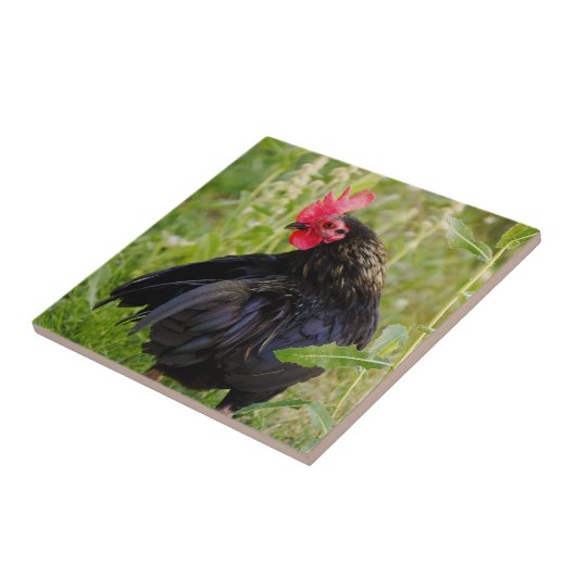 Kampfflugzeug Fliese (Seite)