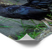 Kampfflugzeug Poster (Ecke)