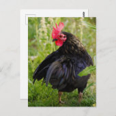 Kampfflugzeug Postkarte (Vorne/Hinten)