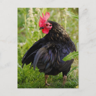 Kampfflugzeug Postkarte