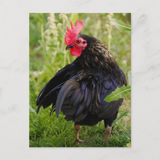 Kampfflugzeug Postkarte (Vorderseite)