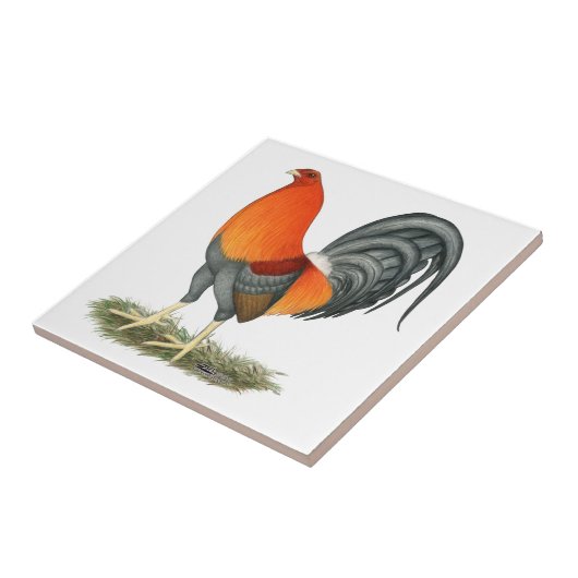 Kampfhahn-blaues Rot-Hahn Fliese (Seite)