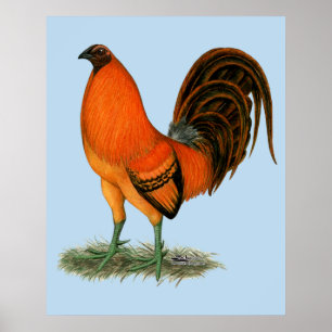 Kampfhahn Ginger Red Hahn Poster