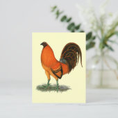 Kampfhahn Ginger Red Hahn Postkarte (Stehend Vorderseite)