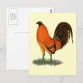 Kampfhahn Ginger Red Hahn Postkarte (Vorne/Hinten)