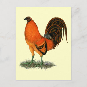 Kampfhahn Ginger Red Hahn Postkarte