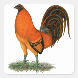 Kampfhahn Ginger Red Rooster Quadratischer Aufkleber