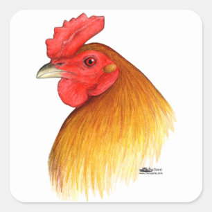 Kampfhahn-Hirsch-Erbsen-Kamm Quadratischer Aufkleber