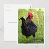Kampfhahn Postkarte (Vorne/Hinten)