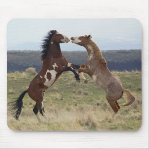 Kampfhengste, Steens Mountains, Oregon Mousepad