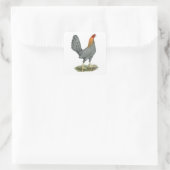 Kampfhuhn Blau Rot Quadratischer Aufkleber (Tasche)